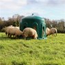 Sheep feeding from Haybell feeder 2