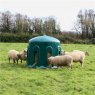 Sheep feeding from Haybell feeder