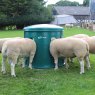 JFC JFC Mini Sheep Haybell Feeder