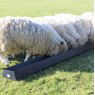 Paxton 54 Litre Feed Trough in the field
